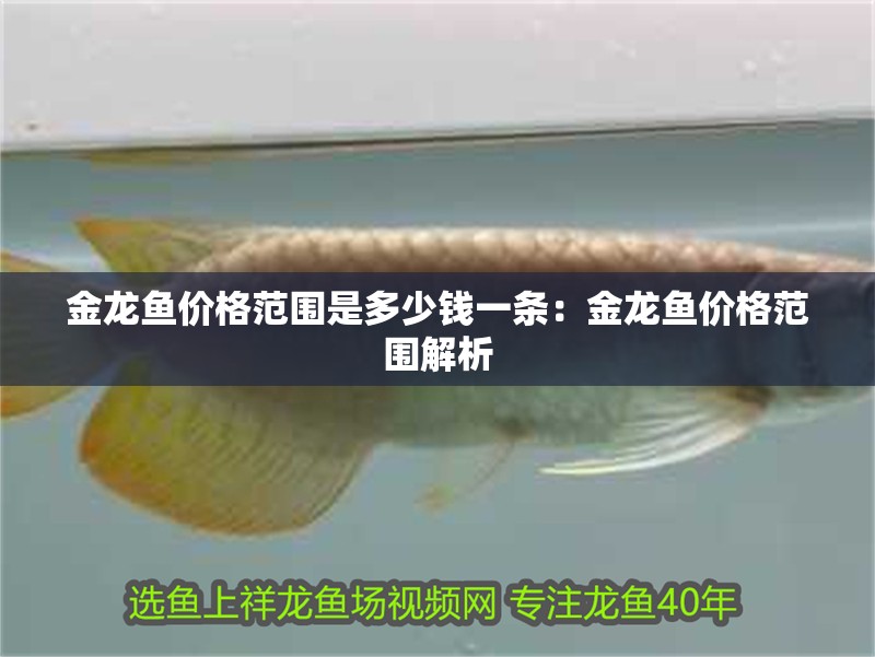 金龍魚價格范圍是多少錢一條：金龍魚價格范圍解析 金龍魚價格范圍是多少錢一條：金龍魚價格范圍解析 水族問答