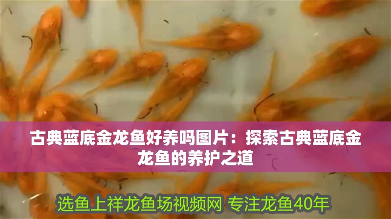 古典藍底金龍魚好養嗎圖片：探索古典藍底金龍魚的養護之道