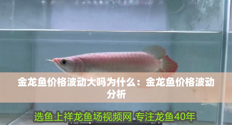 金龍魚價格波動大嗎為什么：金龍魚價格波動分析