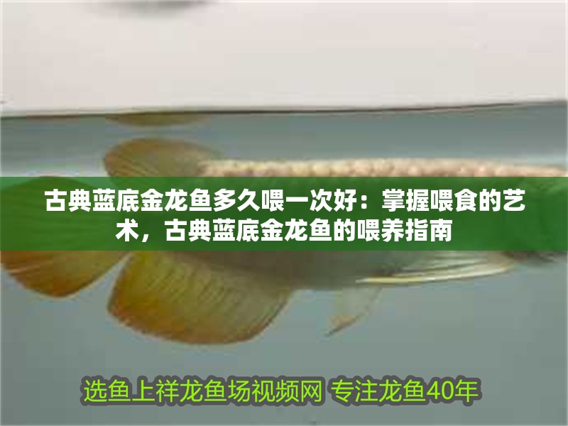 古典藍底金龍魚多久喂一次好：掌握喂食的藝術，古典藍底金龍魚的喂養指南