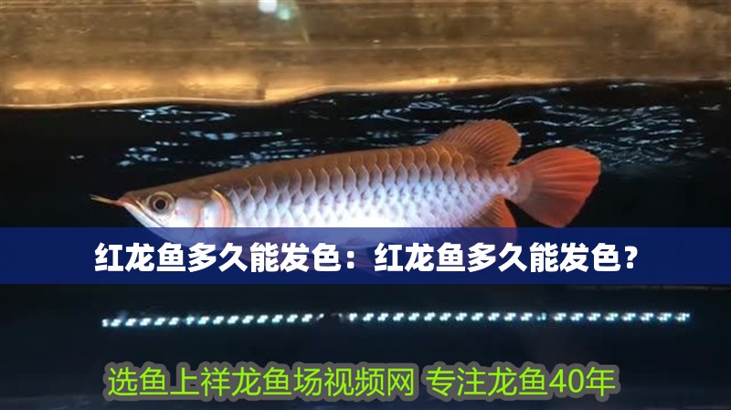 紅龍魚多久能發色：紅龍魚多久能發色？