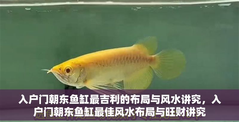 入戶門朝東魚缸最吉利的布局與風(fēng)水講究，入戶門朝東魚缸最佳風(fēng)水布局與旺財(cái)講究
