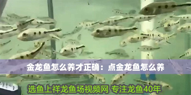 金龍魚怎么養才正確：點金龍魚怎么養