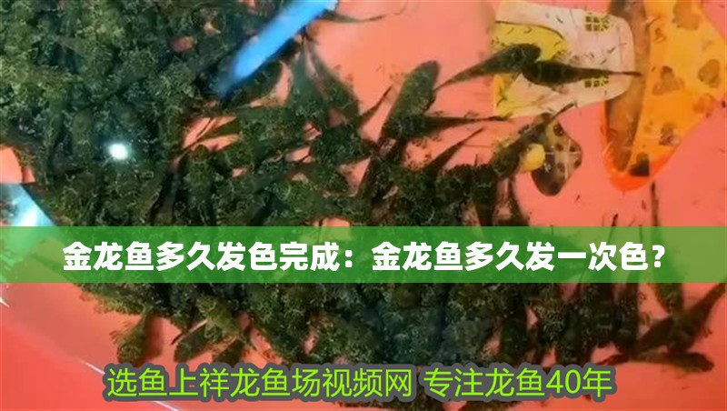金龍魚多久發色完成：金龍魚多久發一次色？