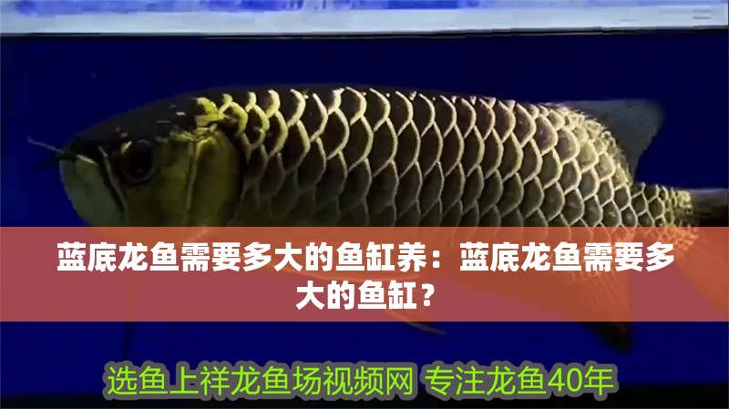 藍底龍魚需要多大的魚缸養：藍底龍魚需要多大的魚缸？