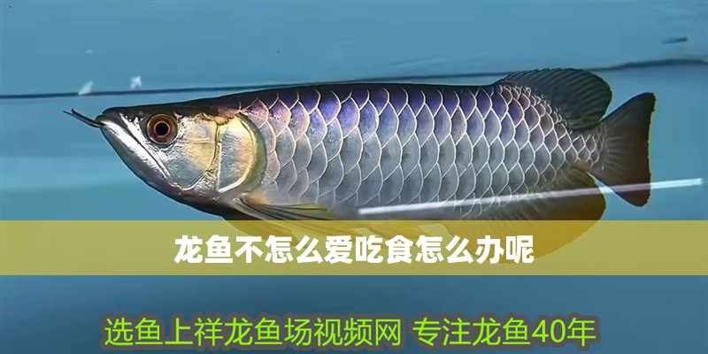 龍魚不怎么愛吃食怎么辦呢 龍魚不怎么愛吃食怎么辦呢 龍魚百科