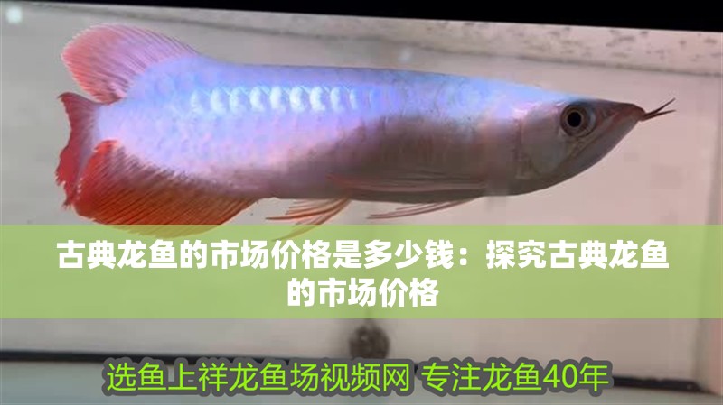 古典龍魚的市場價格是多少錢：探究古典龍魚的市場價格