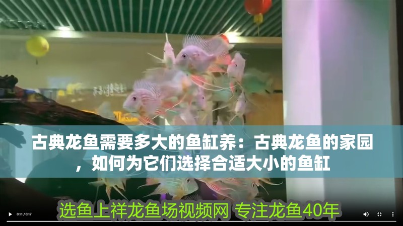 古典龍魚需要多大的魚缸養：古典龍魚的家園，如何為它們選擇合適大小的魚缸
