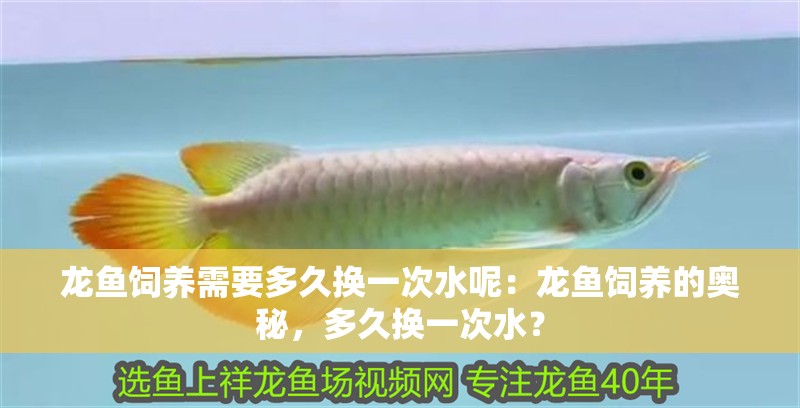 龍魚飼養需要多久換一次水呢：龍魚飼養的奧秘，多久換一次水？