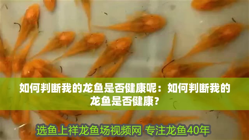 如何判斷我的龍魚是否健康呢：如何判斷我的龍魚是否健康？