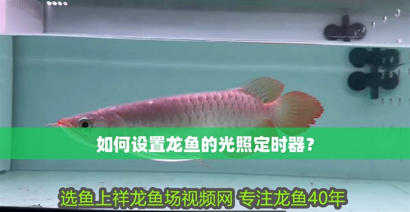如何設置龍魚的光照定時器？