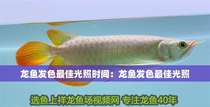 龍魚發色最佳光照時間：龍魚發色最佳光照