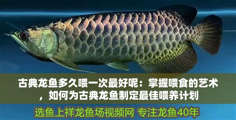 古典龍魚多久喂一次最好呢：掌握喂食的藝術(shù)，如何為古典龍魚制定最佳喂養(yǎng)計劃
