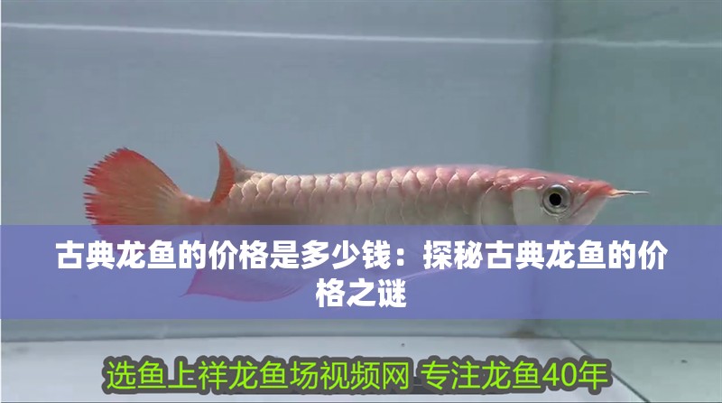 古典龍魚的價格是多少錢：探秘古典龍魚的價格之謎 古典龍魚的價格是多少錢：探秘古典龍魚的價格之謎 水族問答