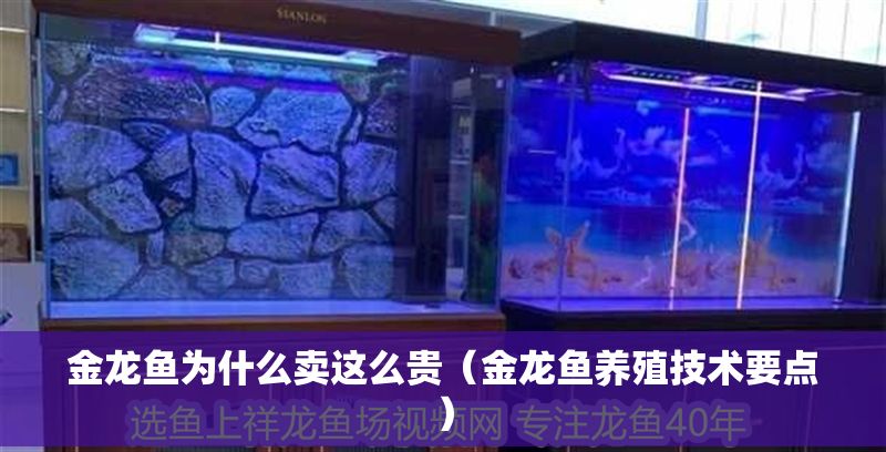 金龍魚為什么賣這么貴（金龍魚養殖技術要點）