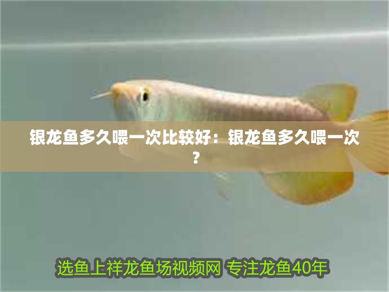 銀龍魚多久喂一次比較好：銀龍魚多久喂一次？