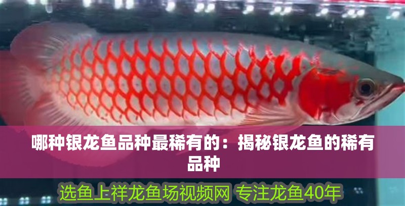 哪種銀龍魚品種最稀有的：揭秘銀龍魚的稀有品種