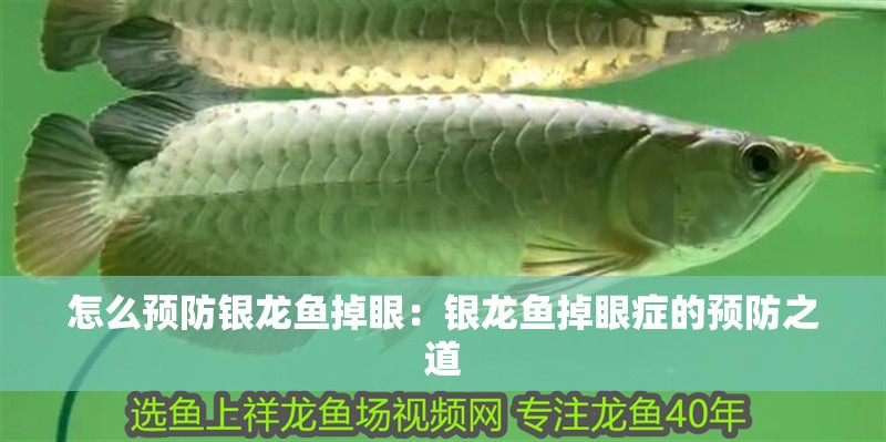 怎么預防銀龍魚掉眼：銀龍魚掉眼癥的預防之道