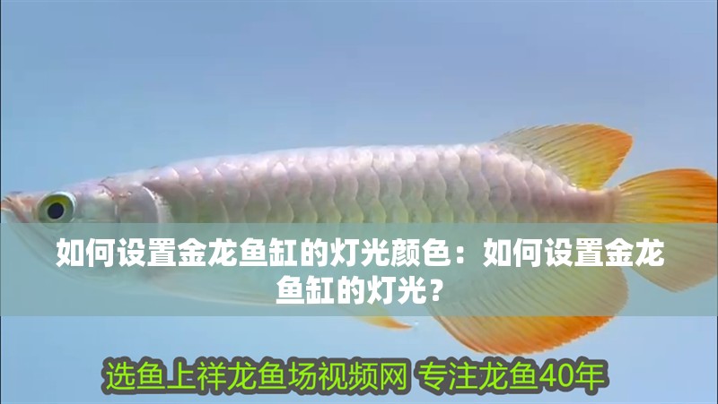 如何設(shè)置金龍魚(yú)缸的燈光顏色：如何設(shè)置金龍魚(yú)缸的燈光？