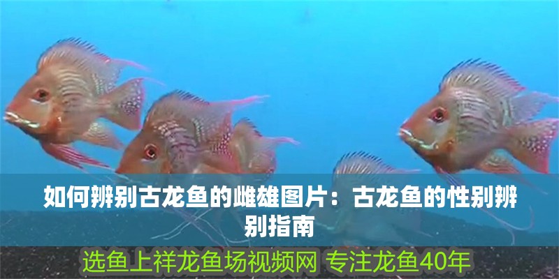 如何辨別古龍魚的雌雄圖片：古龍魚的性別辨別指南