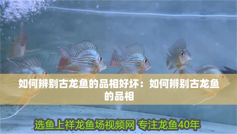 如何辨別古龍魚的品相好壞：如何辨別古龍魚的品相