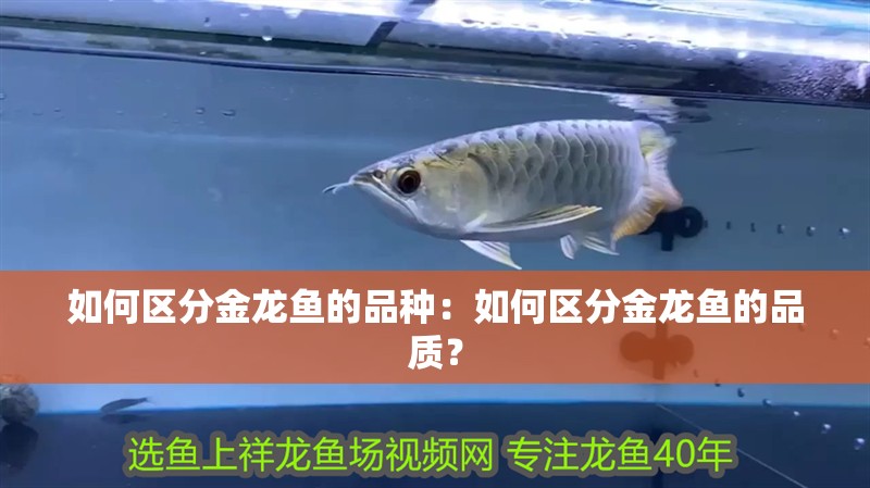 如何區分金龍魚的品種：如何區分金龍魚的品質？