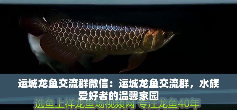 運城龍魚交流群微信：運城龍魚交流群，水族愛好者的溫馨家園