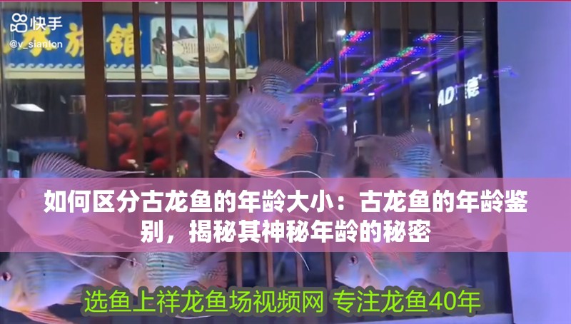 如何區分古龍魚的年齡大小：古龍魚的年齡鑒別，揭秘其神秘年齡的秘密