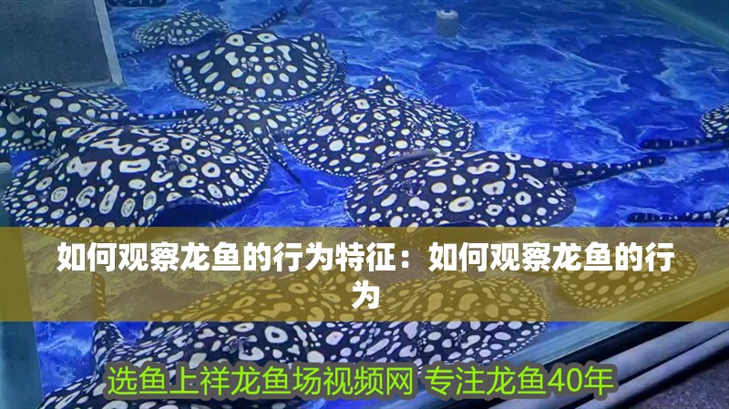 如何觀察龍魚的行為特征：如何觀察龍魚的行為