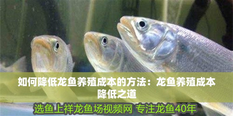 如何降低龍魚(yú)養(yǎng)殖成本的方法：龍魚(yú)養(yǎng)殖成本降低之道
