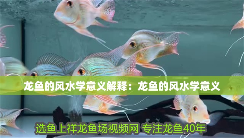 龍魚的風水學意義解釋：龍魚的風水學意義