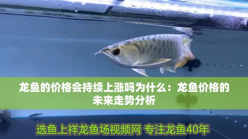 龍魚的價格會持續(xù)上漲嗎為什么：龍魚價格的未來走勢分析