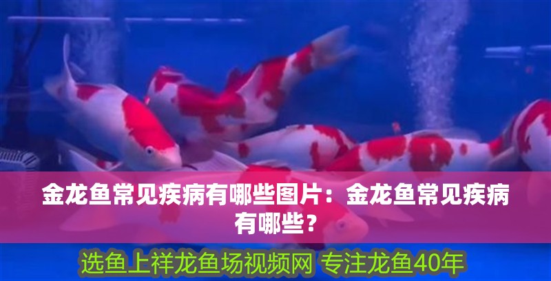 金龍魚常見(jiàn)疾病有哪些圖片：金龍魚常見(jiàn)疾病有哪些？