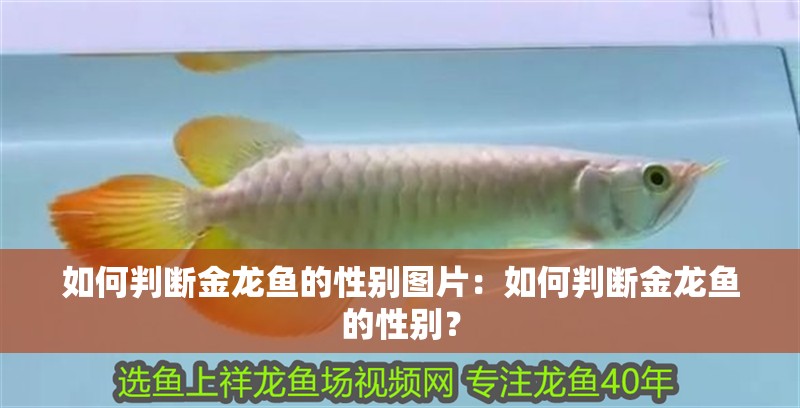 如何判斷金龍魚的性別圖片：如何判斷金龍魚的性別？