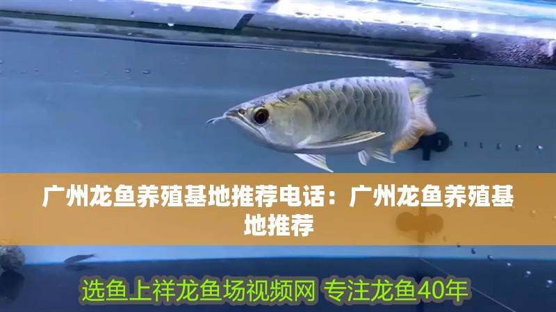 廣州龍魚養殖基地推薦電話：廣州龍魚養殖基地推薦
