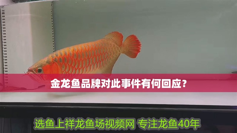 金龍魚品牌對此事件有何回應？ 金龍魚品牌對此事件有何回應？ 水族問答