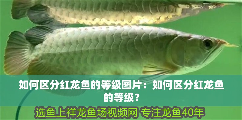 如何區分紅龍魚的等級圖片：如何區分紅龍魚的等級？