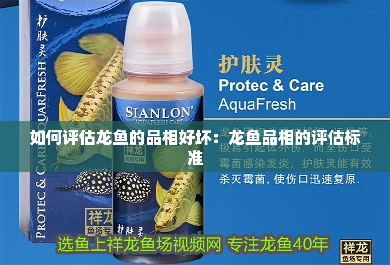 如何評估龍魚的品相好壞：龍魚品相的評估標準