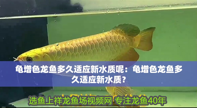 龜增色龍魚多久適應新水質呢：龜增色龍魚多久適應新水質？