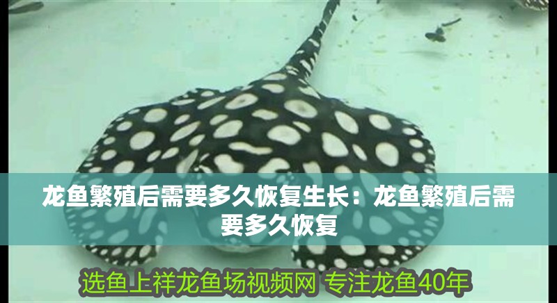 龍魚繁殖后需要多久恢復生長：龍魚繁殖后需要多久恢復