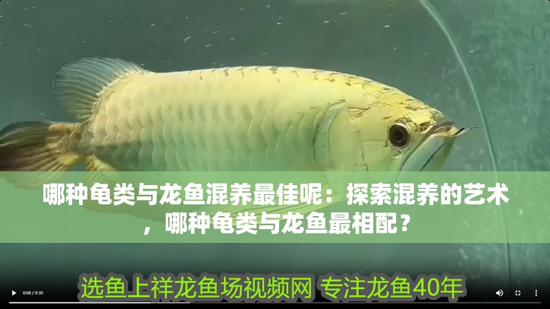 哪種龜類(lèi)與龍魚(yú)混養(yǎng)最佳呢：探索混養(yǎng)的藝術(shù)，哪種龜類(lèi)與龍魚(yú)最相配？