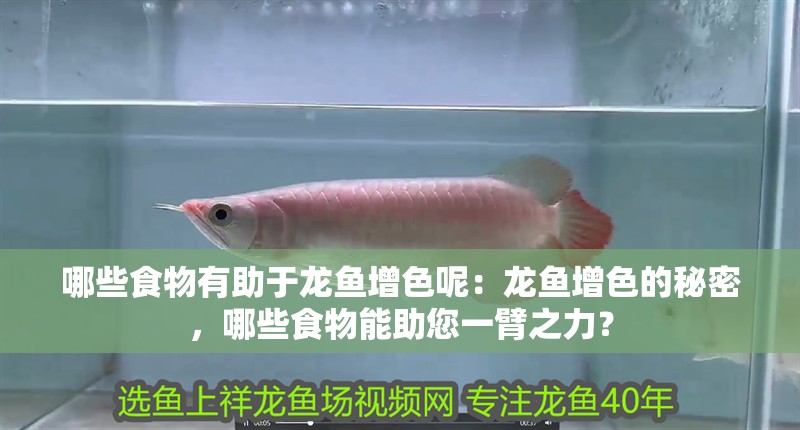 哪些食物有助于龍魚增色呢：龍魚增色的秘密，哪些食物能助您一臂之力？