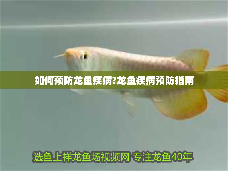 如何預防龍魚疾病?龍魚疾病預防指南