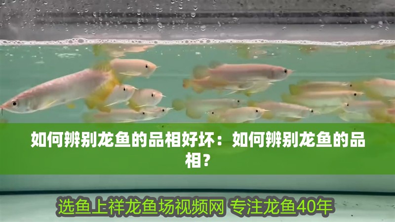 如何辨別龍魚的品相好壞：如何辨別龍魚的品相？