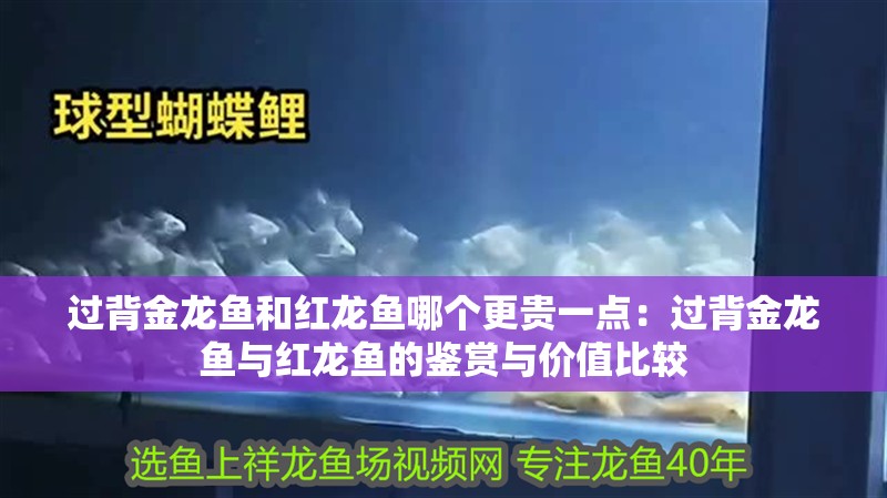 過背金龍魚和紅龍魚哪個(gè)更貴一點(diǎn)：過背金龍魚與紅龍魚的鑒賞與價(jià)值比較