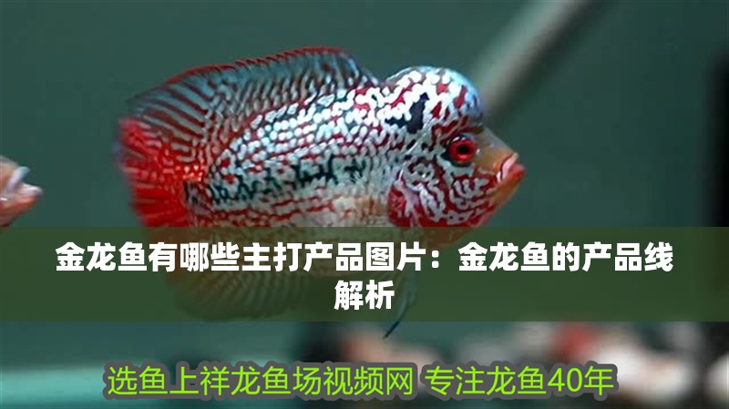 金龍魚有哪些主打產品圖片：金龍魚的產品線解析