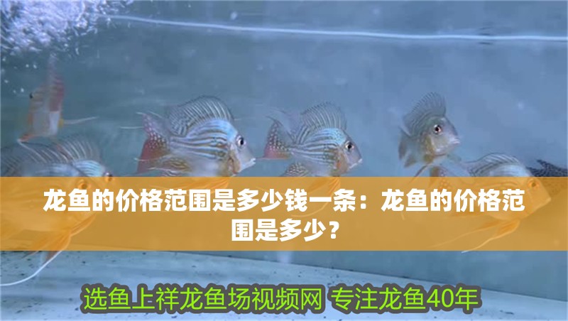 龍魚(yú)的價(jià)格范圍是多少錢(qián)一條：龍魚(yú)的價(jià)格范圍是多少？