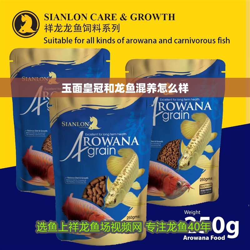 玉面皇冠和龍魚混養怎么樣