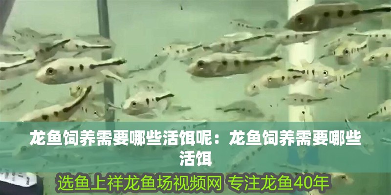 龍魚(yú)飼養(yǎng)需要哪些活餌呢：龍魚(yú)飼養(yǎng)需要哪些活餌