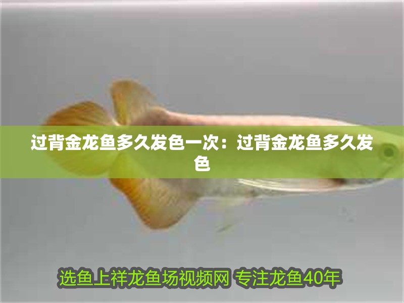 過(guò)背金龍魚(yú)多久發(fā)色一次：過(guò)背金龍魚(yú)多久發(fā)色
